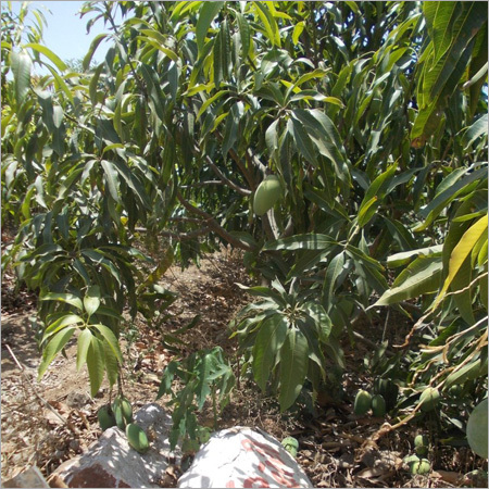 हरा मैंगो पौधा