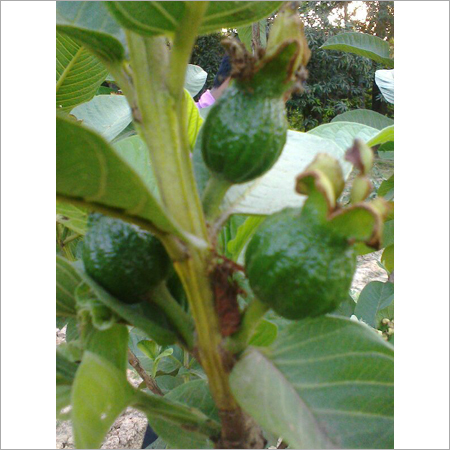 Agricultural Project Consultancy Services