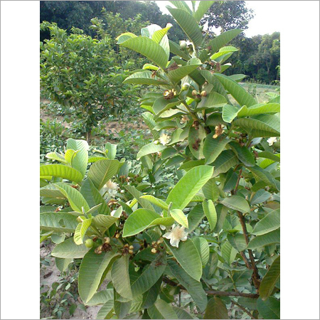 एग्रो प्रोजेक्ट्स कंसल्टेंसी सर्विसेज