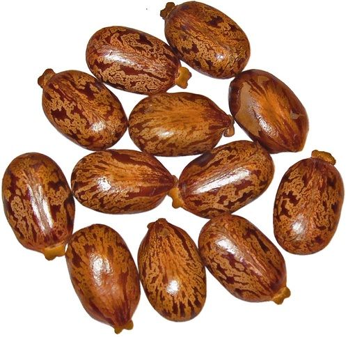 Brown Roasted Castor Seeds