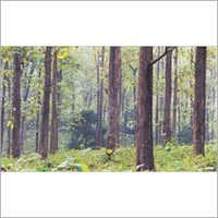 फॉरेस्ट्री टीक वुड ग्रेड: A