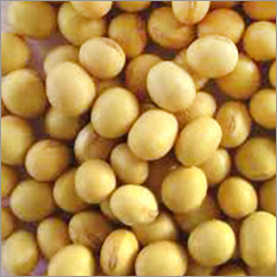 Organic Soybean