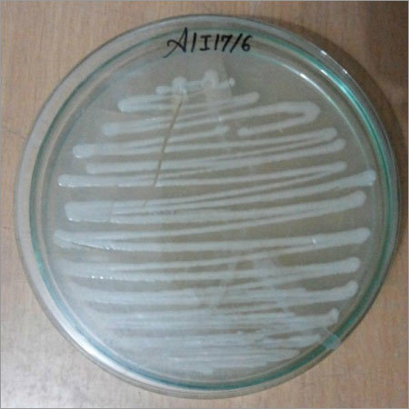 अज़ोस्पिरिलुम