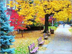 स्विट्ज़रलैंड हनीमून पैकेजेस