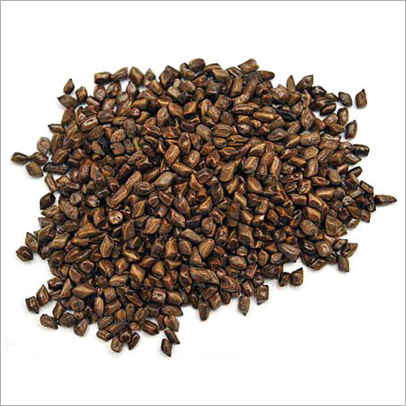  कैसिया तोरा सीड्स