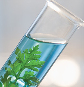 Herbal Phytochemicals Extraction Services