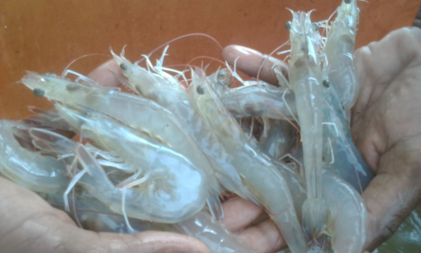 White Shrimp