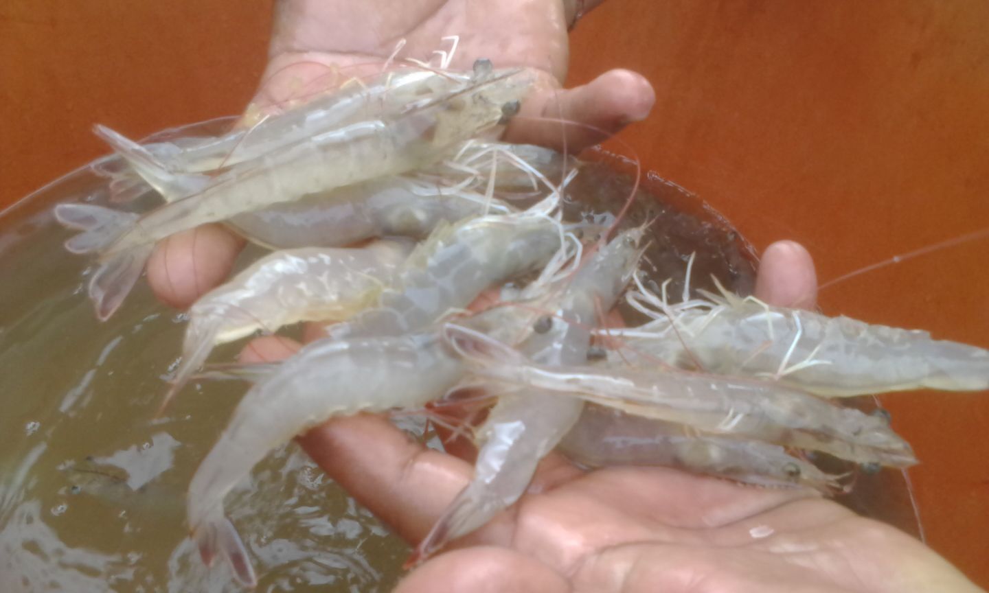 White Shrimp