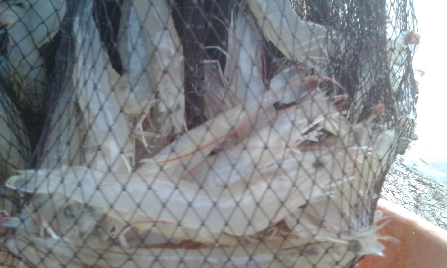 White Shrimp
