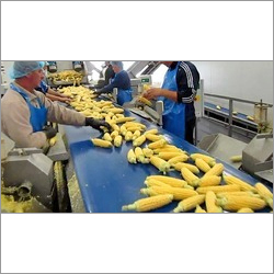 Sweet Corn Processing Plant