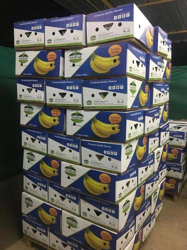 Cavendish Banana