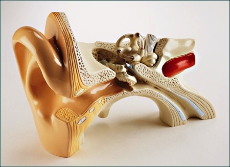 Giant Ear Model