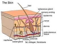 स्किन ब्लॉक मॉडल