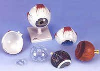 जाइंट आई मॉडल