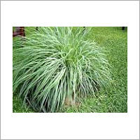 Citronella Oil - 99% Pure Essential Oil, Green Color , Steam Distilled, 24 Months Shelf Life | Insect Repellent, Aromatherapy, Pain Relief