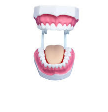 दांतों की देखभाल मॉडल (28 दांत)