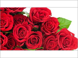 गुलाब का फूल