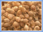 Brown Coconut
