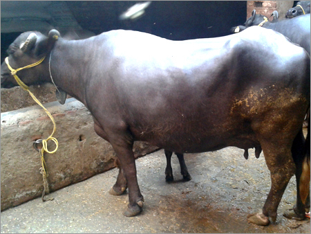 Indian Murrah Buffalo