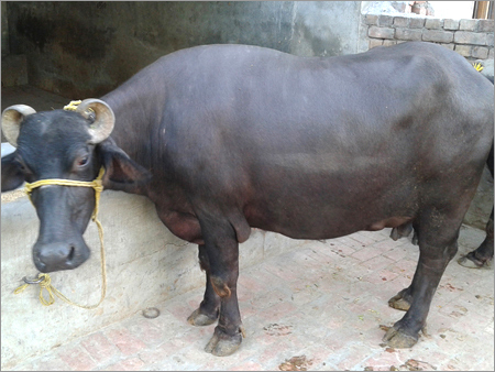 Desi Murrah Buffalo