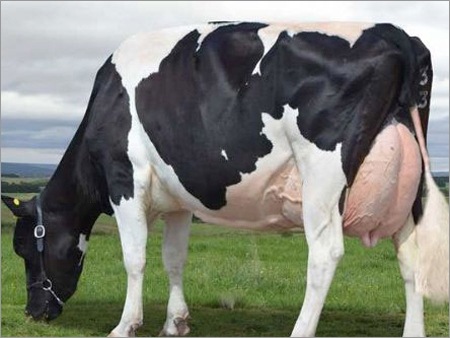 Holstein Friesian Cattle