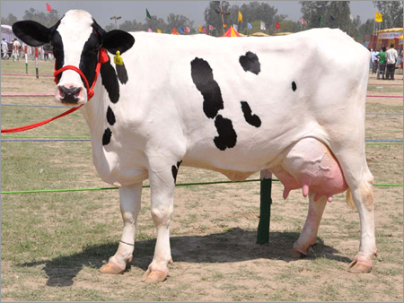 Indian Hf Cow