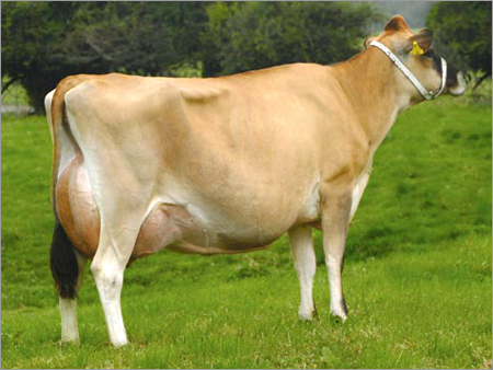 Indian Jersey Cow