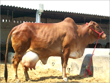 Indian Sahiwal Cow