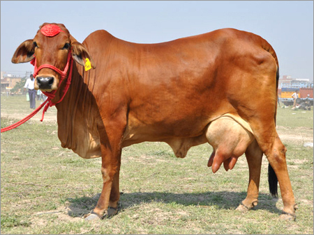 Sahiwal Milk Cow