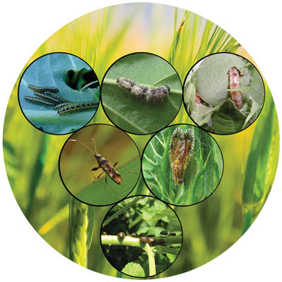 Bio Pesticides - Eco-Friendly Formulation | Natural Plant Defense Against Pests, Non-Toxic Solution