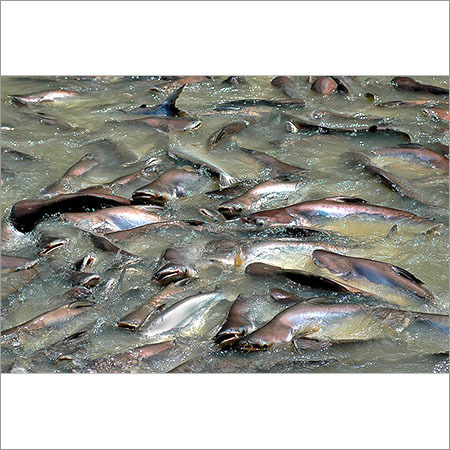 Fish Farming Service