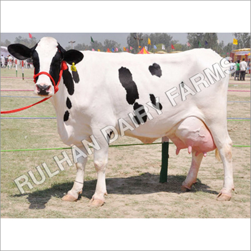 Indian Hf Cow