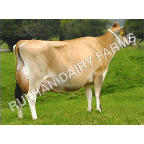 Jersey Cow
