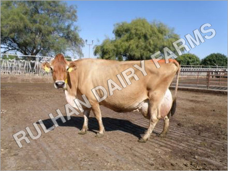 Jersey Cattle