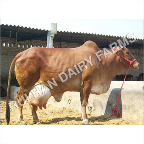 Top Quality Sahiwal Cow