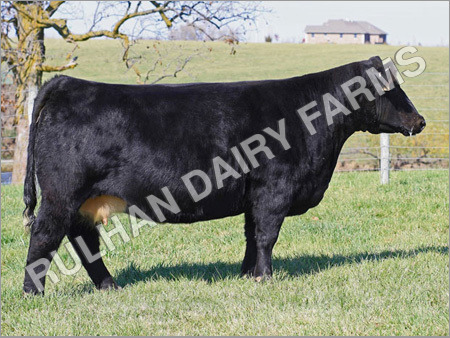 Black Heifer Cow