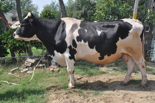 Heavy Hf Bull