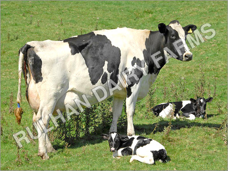 Dairy HF Cow