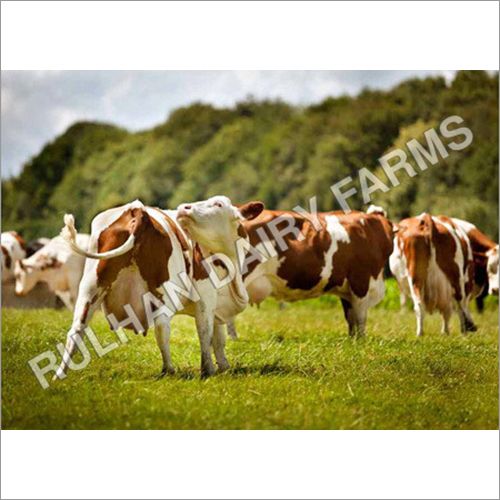 Karan Swiss Cow