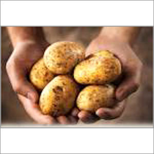 ताज़ा आलू