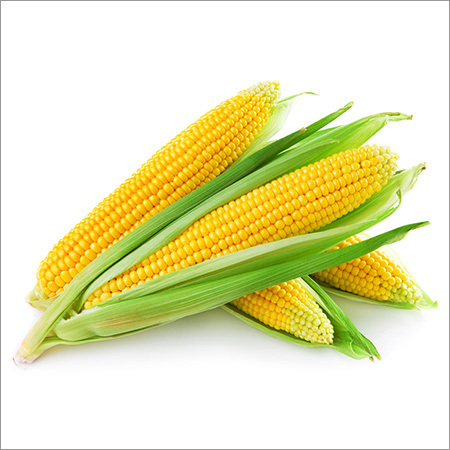 पीला मकई
