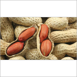 Fresh Peanut