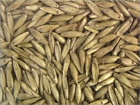 बाँस के बीज (Bambusa Arundinacea)
