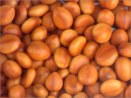 गुलाबी शावर बीज (कस्सिया जावानिका)