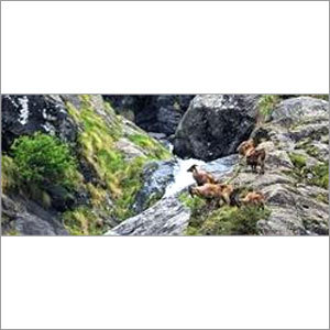 महान हिमालयन राष्ट्रीय उद्यान यात्रा