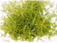 Rosemary Herb - Bushy Growth Habit, Needle-like Leaves, Green Color | Culinary and Medicinal Uses