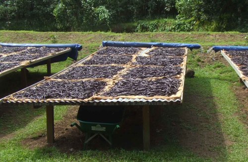 सूखी वनीला फलियाँ