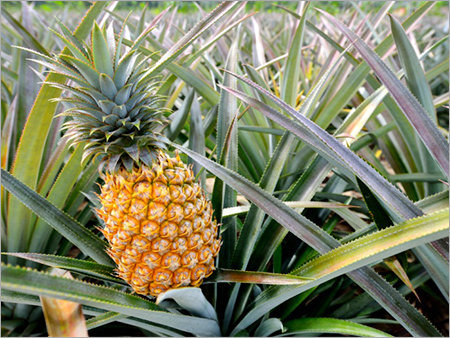 Fresh Pineapple