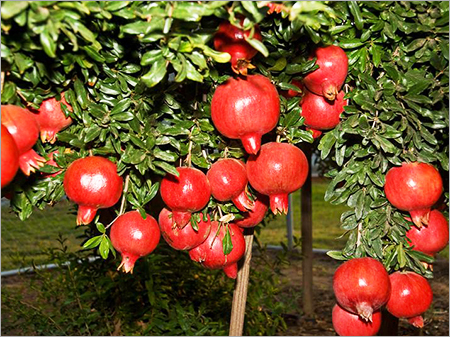 Fresh Pomegranate 
