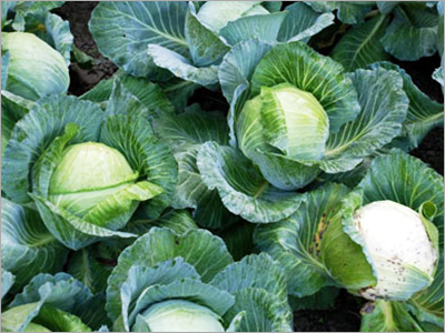 Green Cabbage
